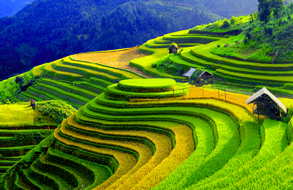 Sapa